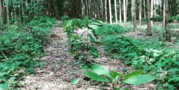 Cacao and Natural Rubber plantation
