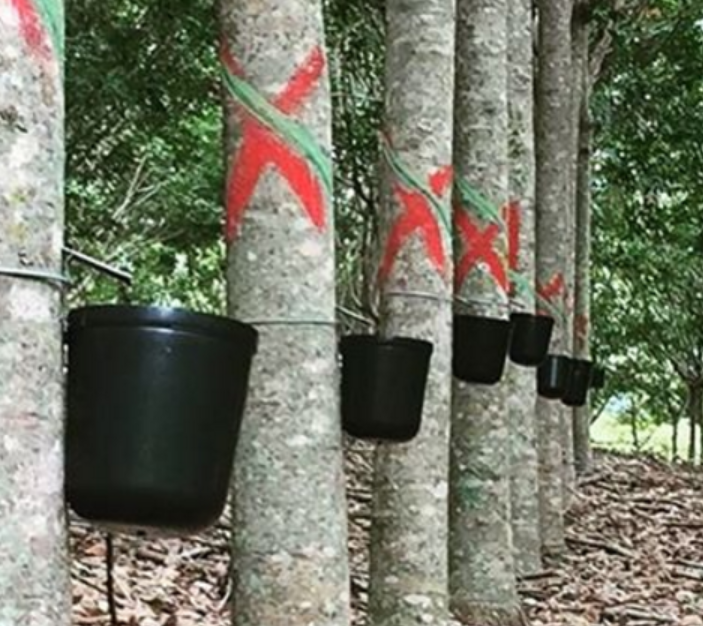 Natural rubber resistant clones
