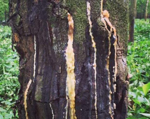 Sickness natural rubber