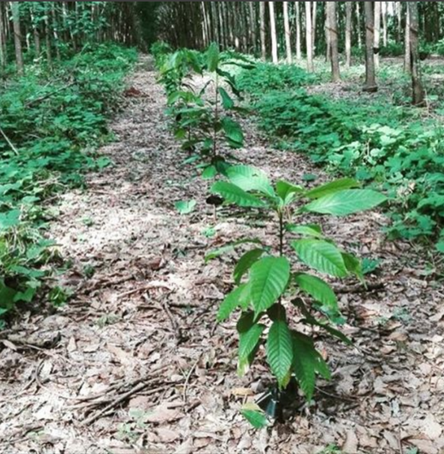 Pilot project cacao and natural rubber